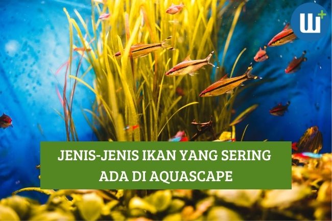 Jenis-Jenis Ikan yang Sering ada di Aquascape